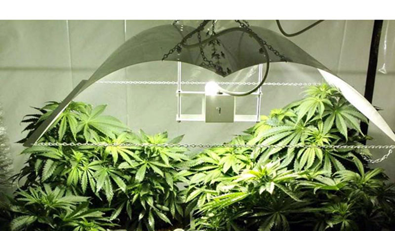 cultivar-cannabis